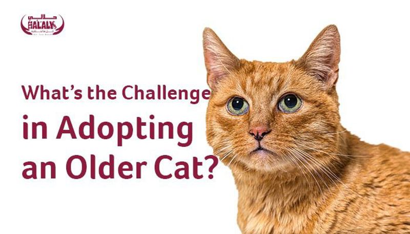 What’s the Challenge in Adopting an Older Cat?